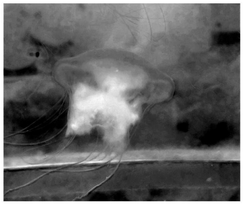 Preparation method and feeding method of mixed feed for sea-bone jellyfishes