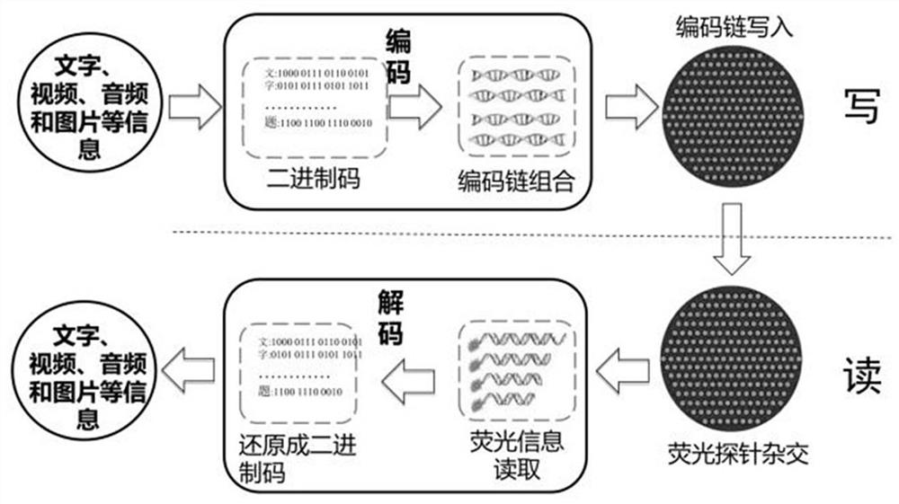 A kind of DNA hybridization information storage and encryption method based on the addition and removal of coding chain hairpin structure