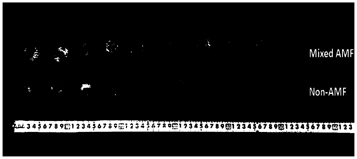 Method for improving quality of citrus fruits by using inoculation of arbuscular mycorrhizal fungi