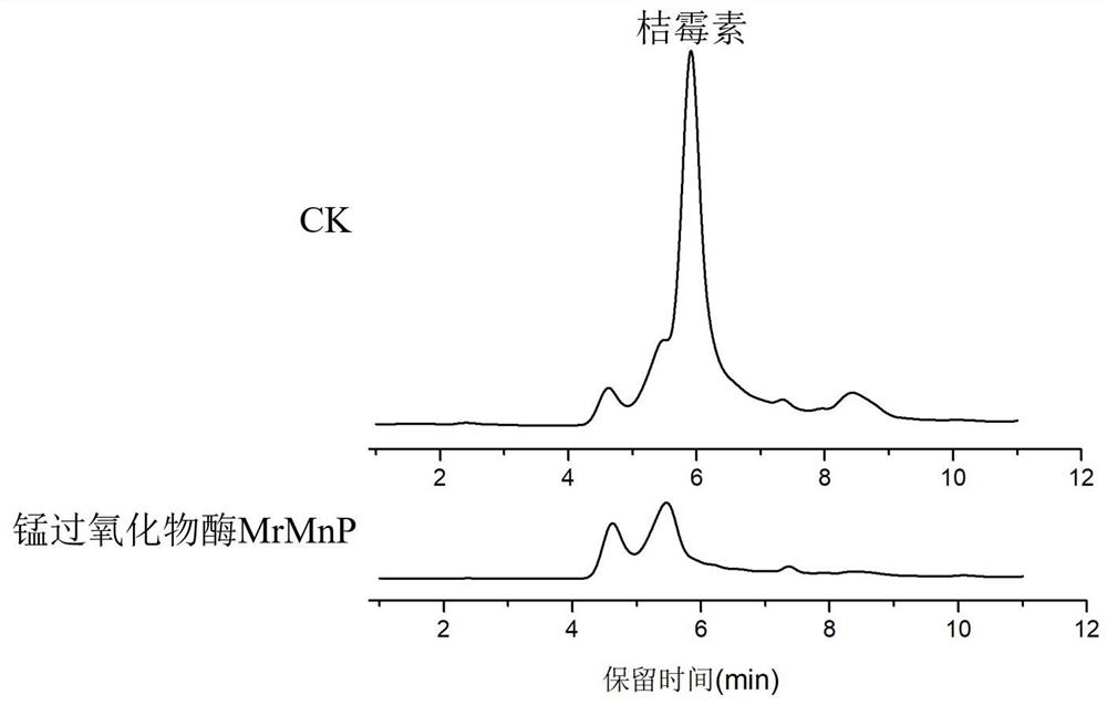 Application of manganese peroxidase in degradation of citrinin and method