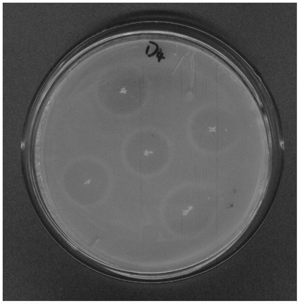 Novel bacillus megaterium and application thereof