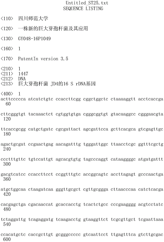 Novel bacillus megaterium and application thereof