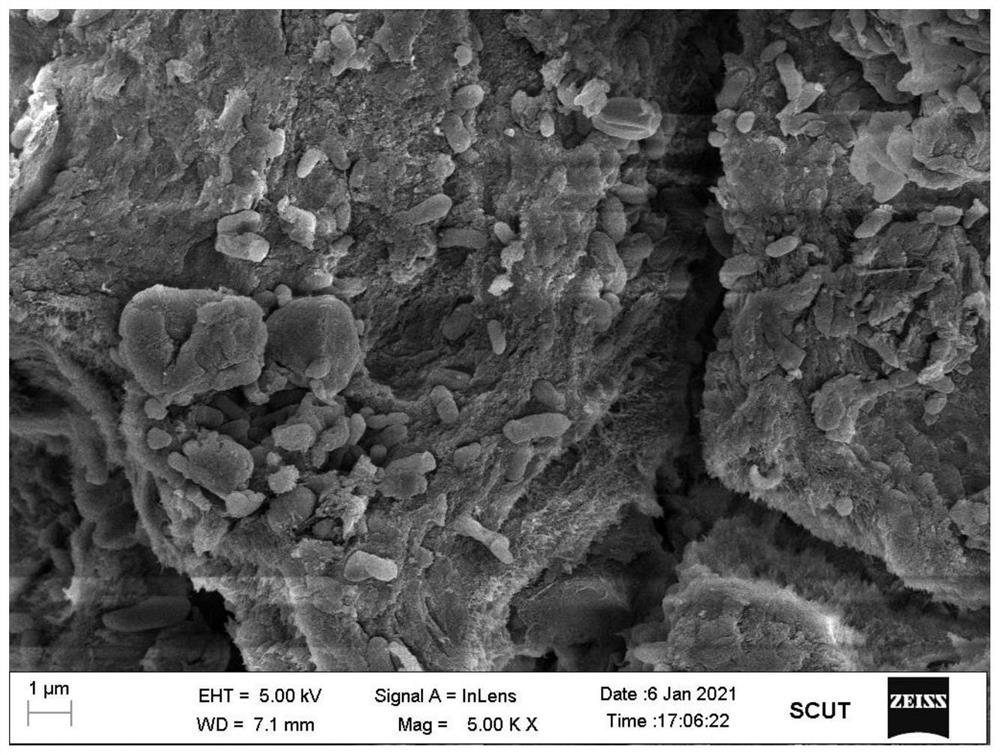 Preparation method and application of biological microcapsule