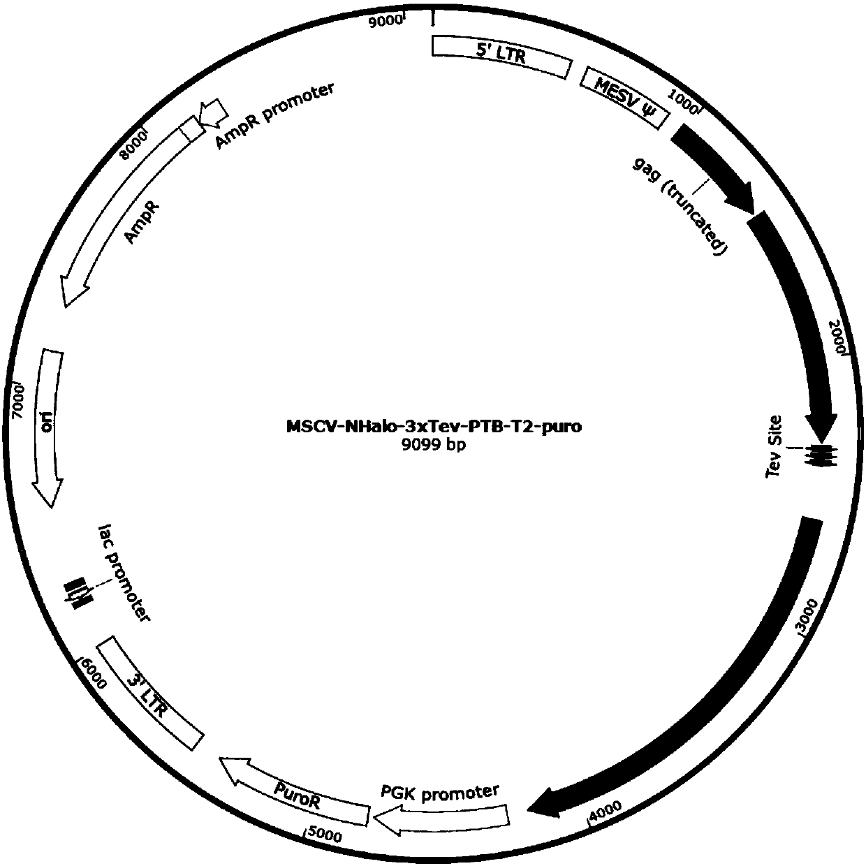 Application of tag protein covalently bonded to substrate in CLIP