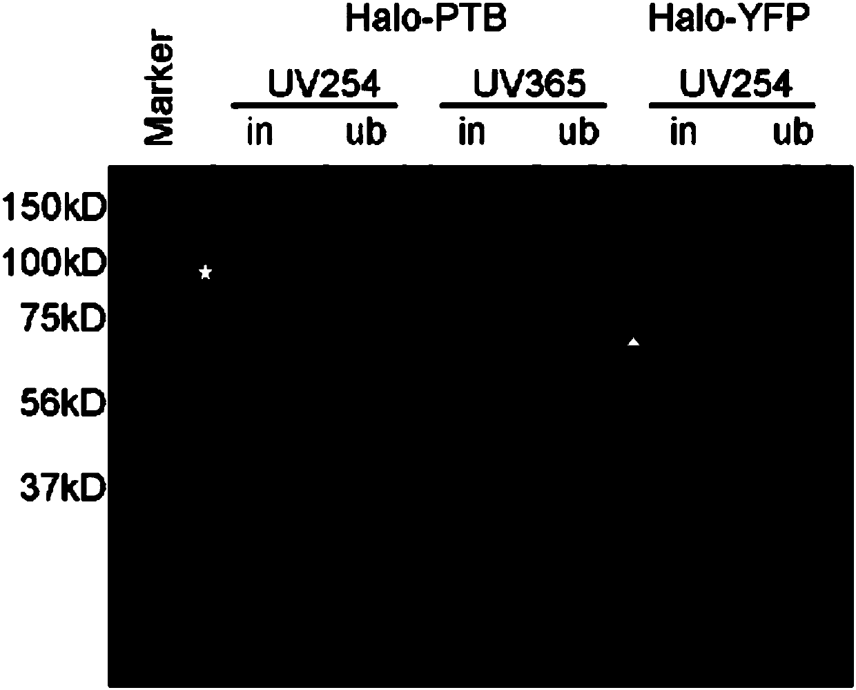 Application of tag protein covalently bonded to substrate in CLIP