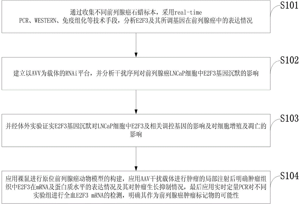 Method for analyzing influences of E2F3 gene slicing on whole blood E2F3 in prostate cancer animal model