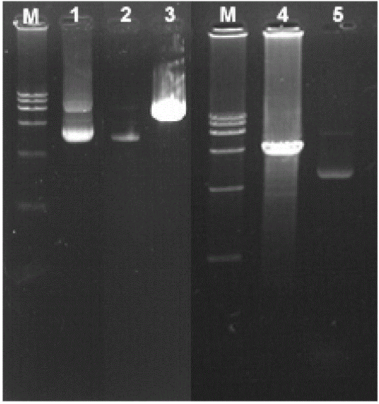 Method for analyzing influences of E2F3 gene slicing on whole blood E2F3 in prostate cancer animal model