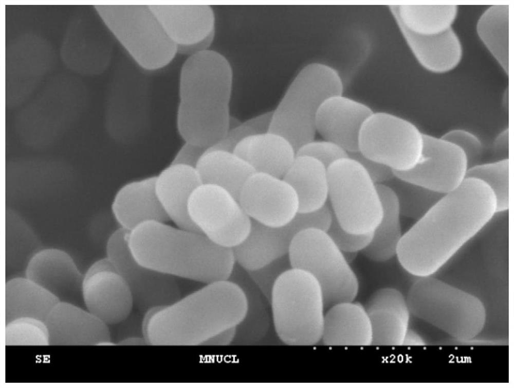 Lactobacillus brevis strain as well as culture method and application thereof