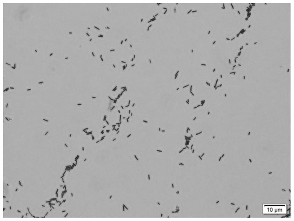 Lactobacillus brevis strain as well as culture method and application thereof