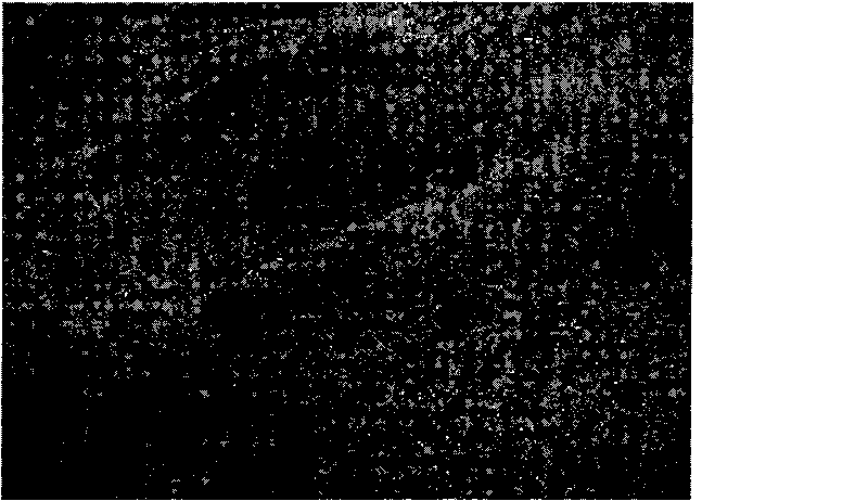 Method for removing heavy metals in soil