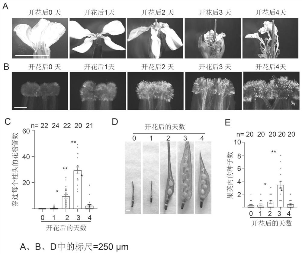 Method for overcoming self-incompatibility of radish plants