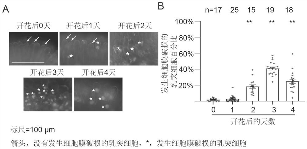 Method for overcoming self-incompatibility of radish plants