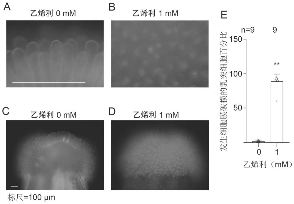 Method for overcoming self-incompatibility of radish plants