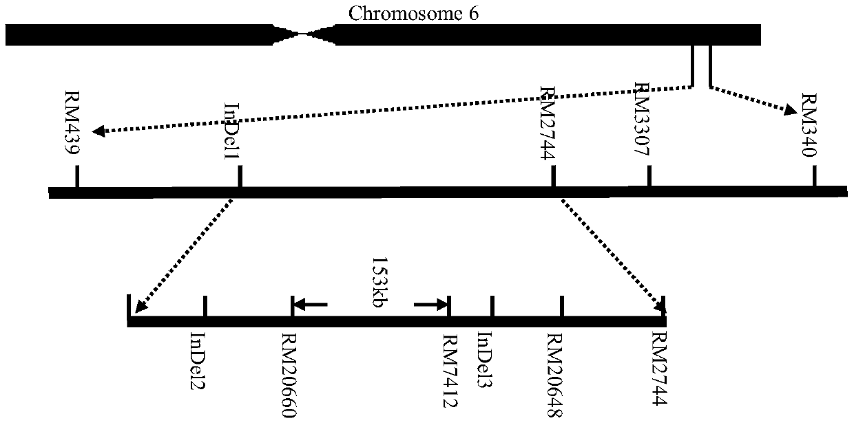 Molecular marker method and application of rice chalkiness main effect qtl loci