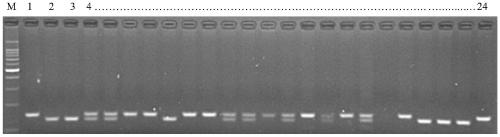 Molecular marker method and application of rice chalkiness main effect qtl loci