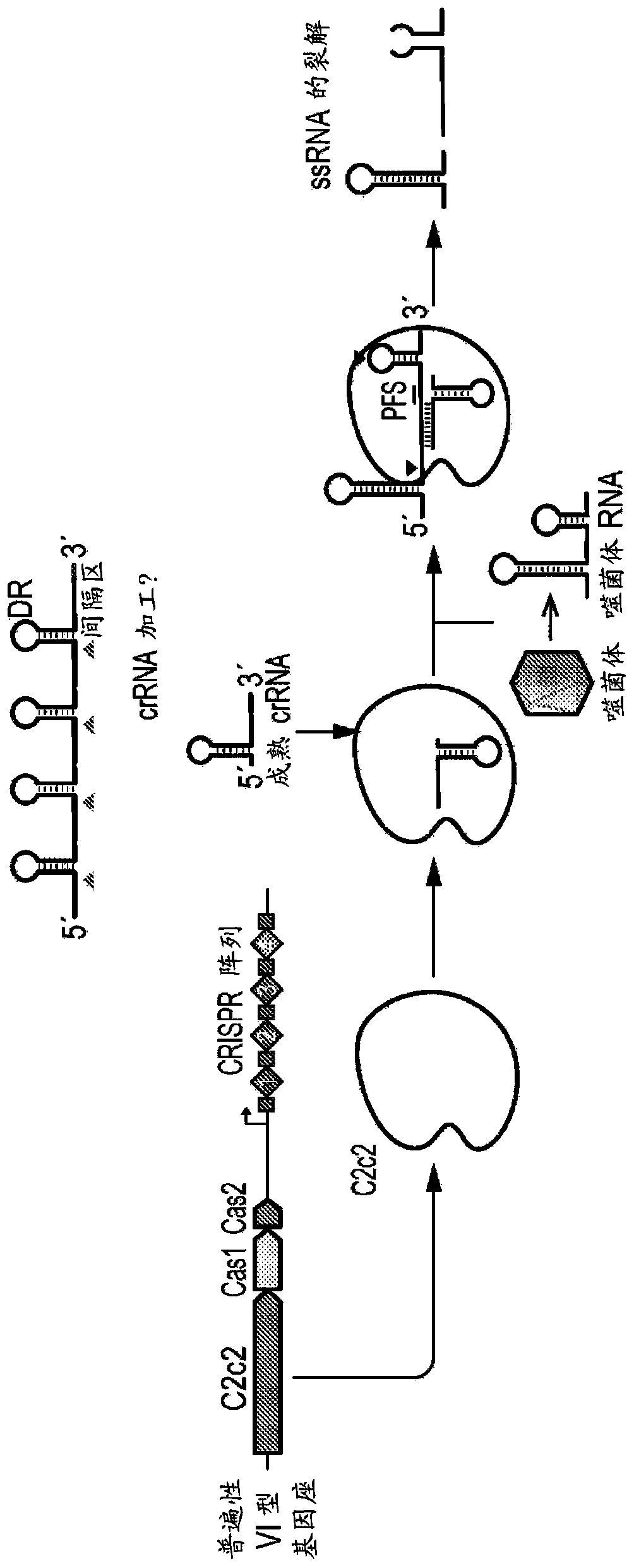 Crispr effector system based diagnostics for virus detection