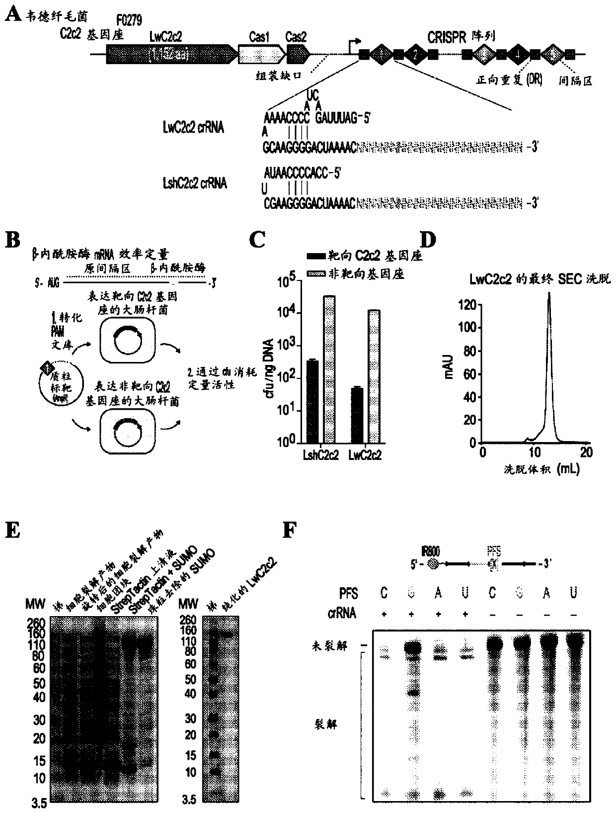 Crispr effector system based diagnostics for virus detection