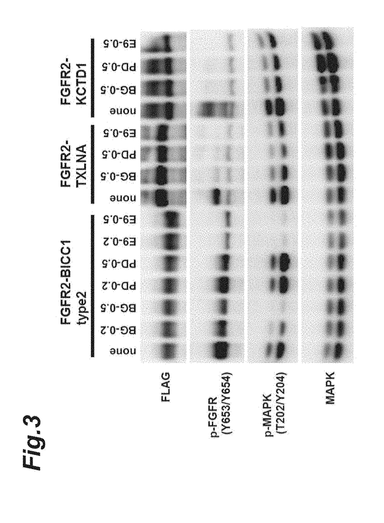 Therapeutic agent for bile duct cancer