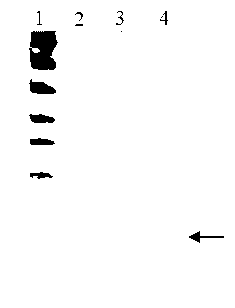 New Delhi metallo-beta-lactamase-1 aptamer, its screening method and application