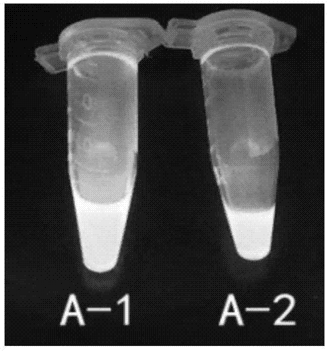 Abamectin B1a fluorescence indicator and applications thereof