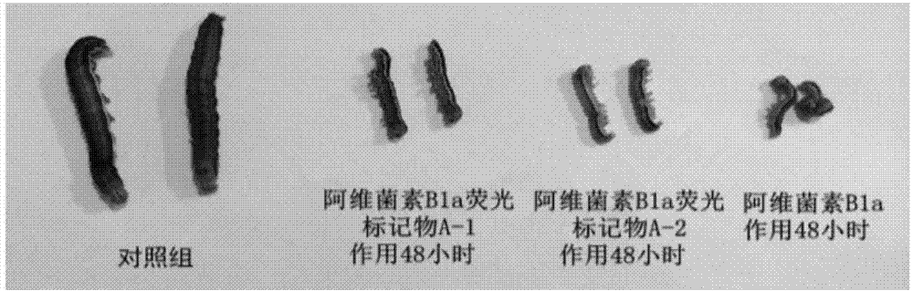 Abamectin B1a fluorescence indicator and applications thereof