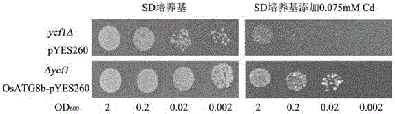 Oryza sativa autophagy-related protein OsATG8b (oryza sativa autophagy-related gene 8b) and novel application of gene of oryza sativa autophagy-related protein OsATG8b