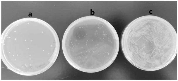 Method for detecting plant root endophyte containing autotrophic arsenic oxidation function microorganisms