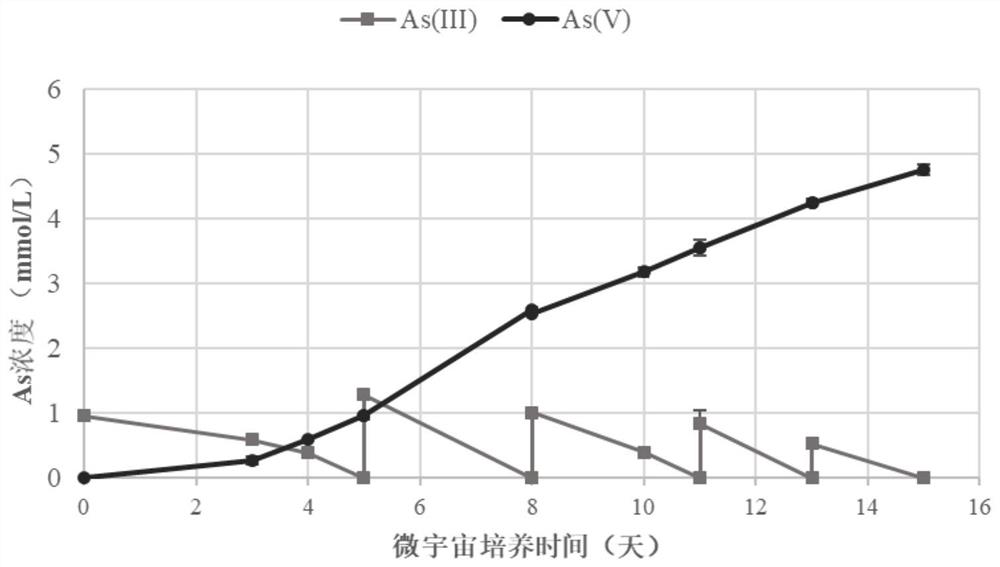 Method for detecting plant root endophyte containing autotrophic arsenic oxidation function microorganisms