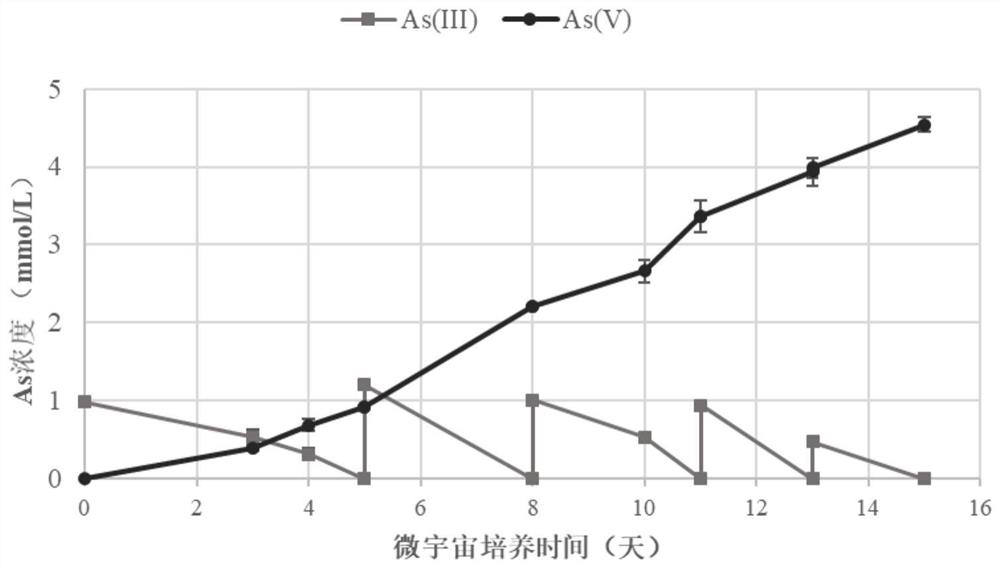 Method for detecting plant root endophyte containing autotrophic arsenic oxidation function microorganisms