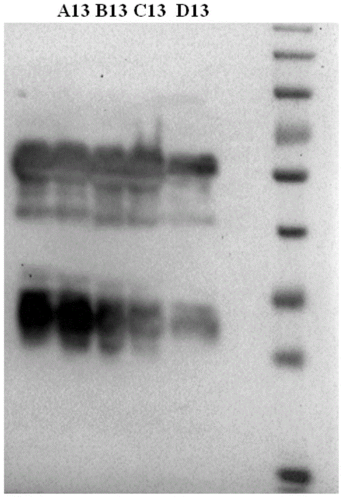 Compound degreasing liquid for extracting chicken egg yolk immunoglobulin and its application