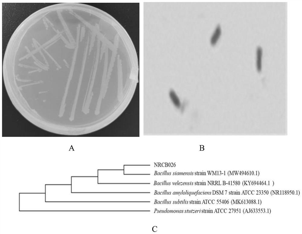 Bacillus siamensis and application thereof