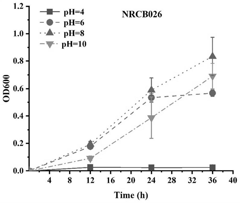 Bacillus siamensis and application thereof