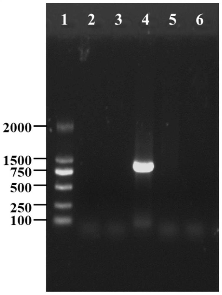 Bacillus siamensis and application thereof