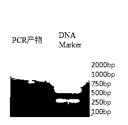 Recombinant carp Nrf2 (NF-E2-related factor 2) gene, protein, preparation and detection methods and application of recombinant carp Nrf2 gene