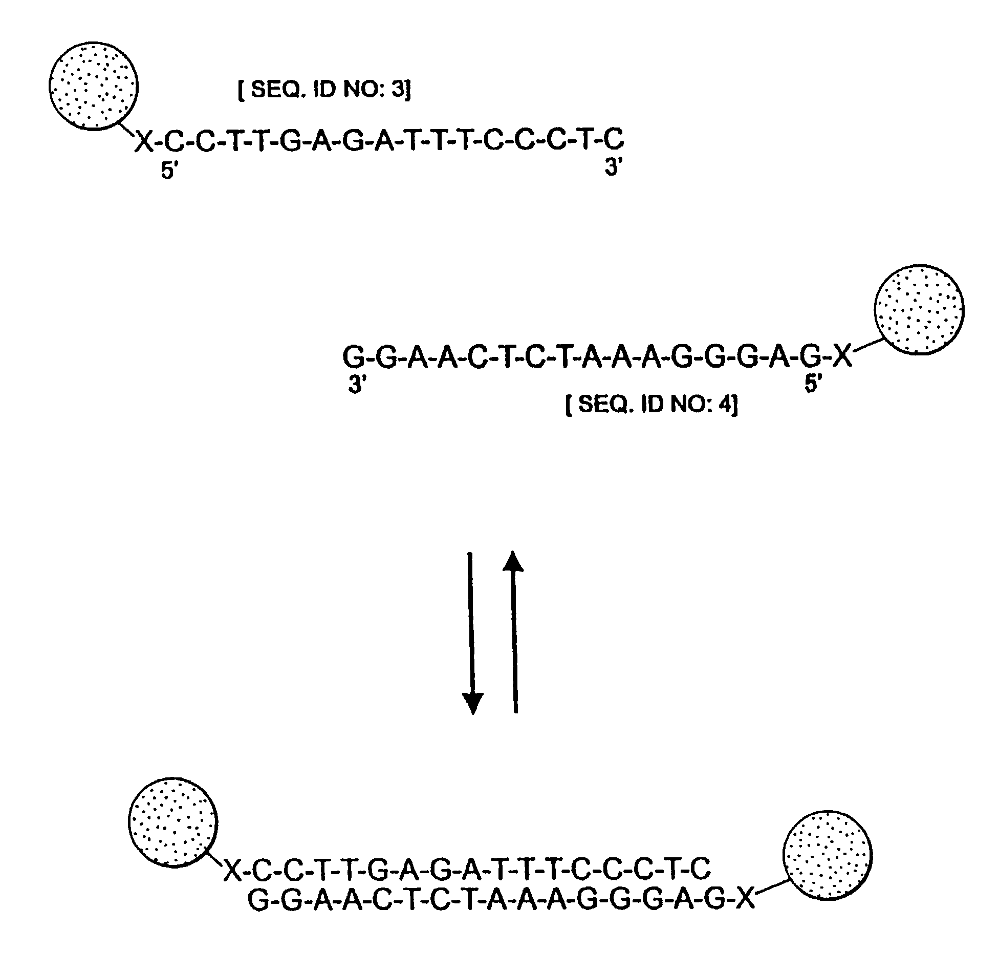 Nanoparticles having oligonucleotides attached thereto and uses therefor