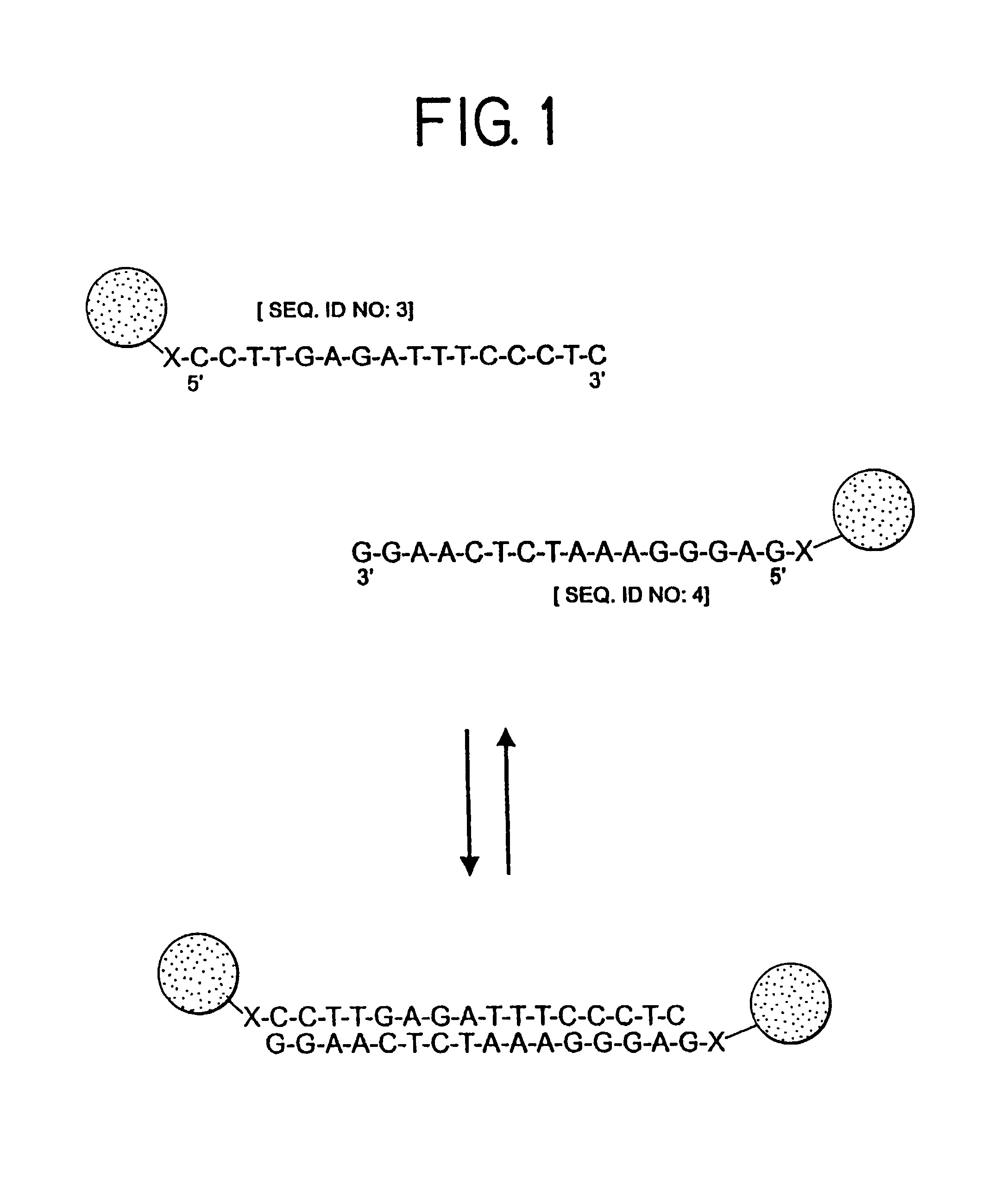 Nanoparticles having oligonucleotides attached thereto and uses therefor