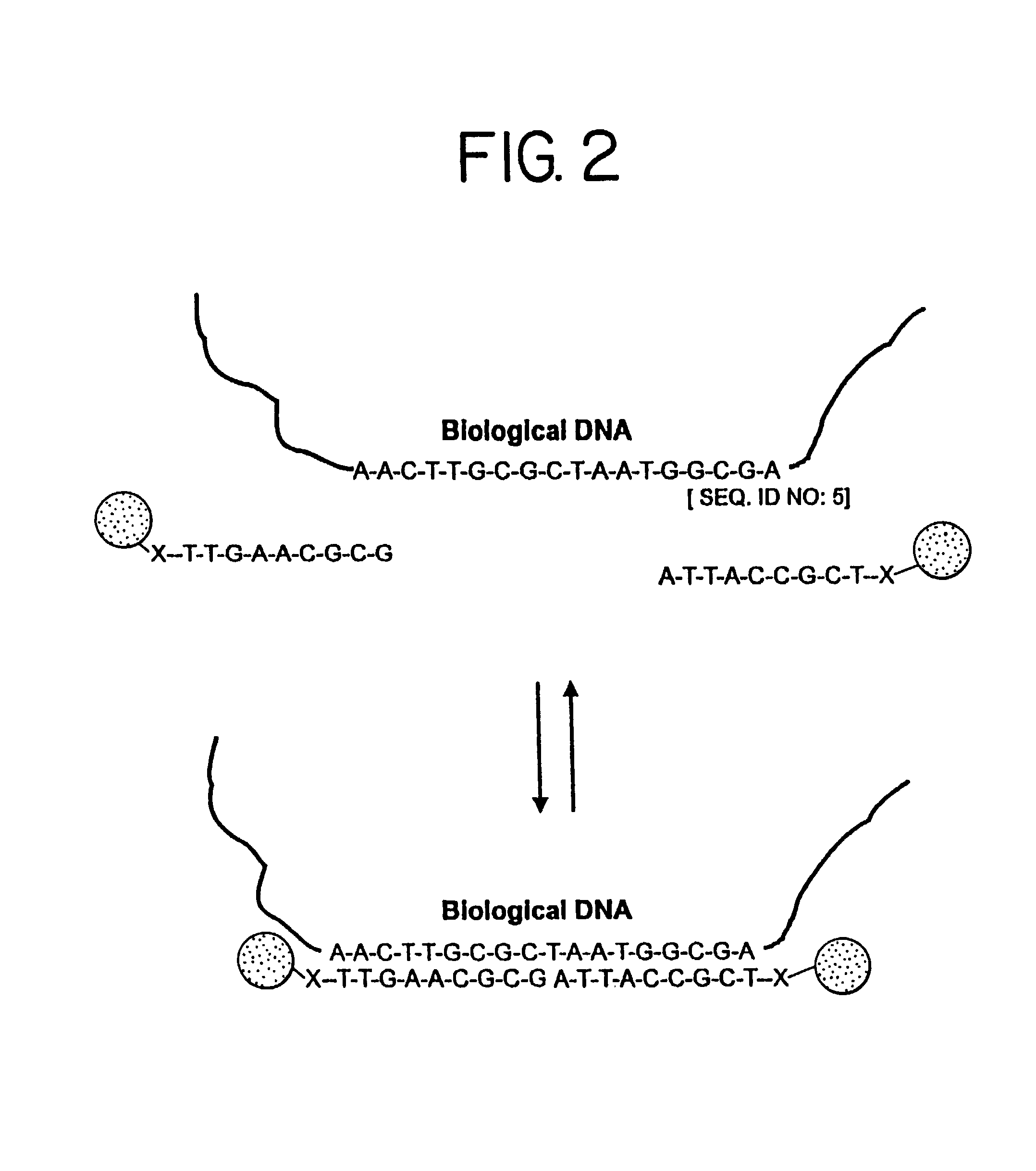 Nanoparticles having oligonucleotides attached thereto and uses therefor