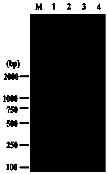 Primer pair for detecting epizootic hemorrhagic disease viruses of deer and application thereof