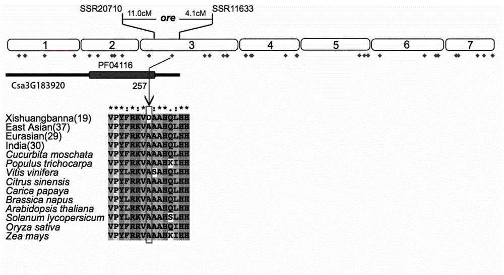 Cucumber fruit beta carotene content related SNP marker and its application