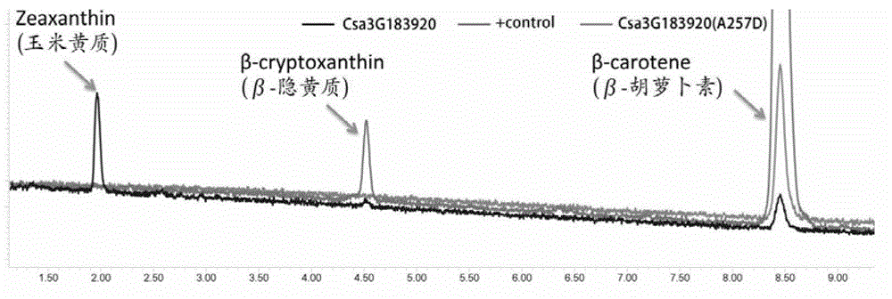 Cucumber fruit beta carotene content related SNP marker and its application