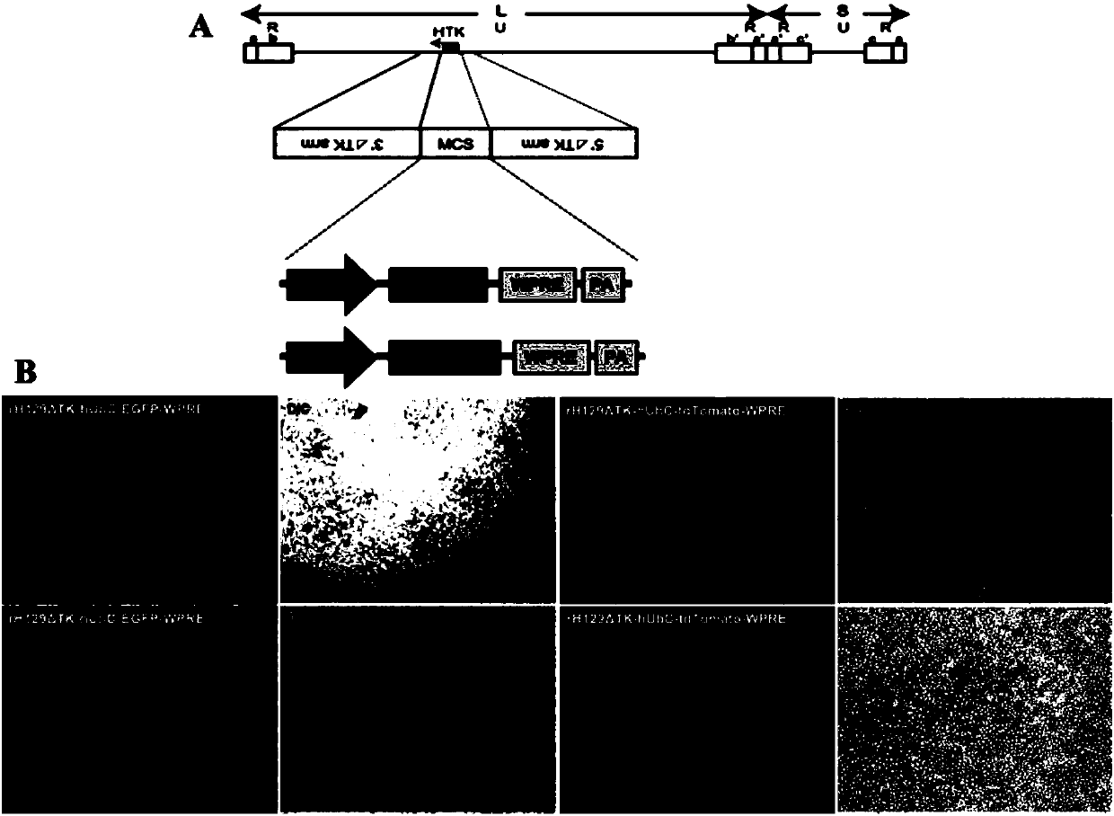 Attenuated, brightened and replication-controllable HSV recombinant virus, preparation method and applications thereof