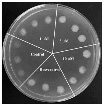 Active compound in gastrodiaelata and preparation method and application thereof