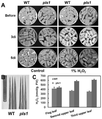 Rice osmts1 gene and its encoded protein and application