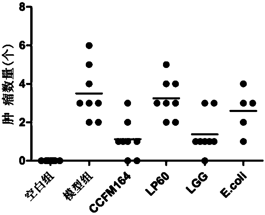 Lactobacillus plantarum with colorectal cancer inhibition function and application of Lactobacillus plantarum