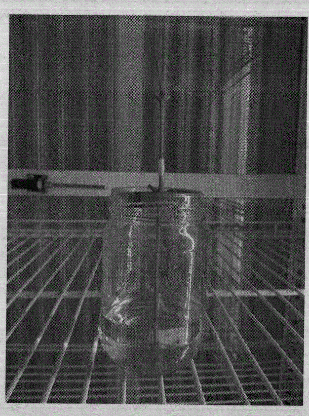 Method for preparing conidia of lasiodiplodia theobromae