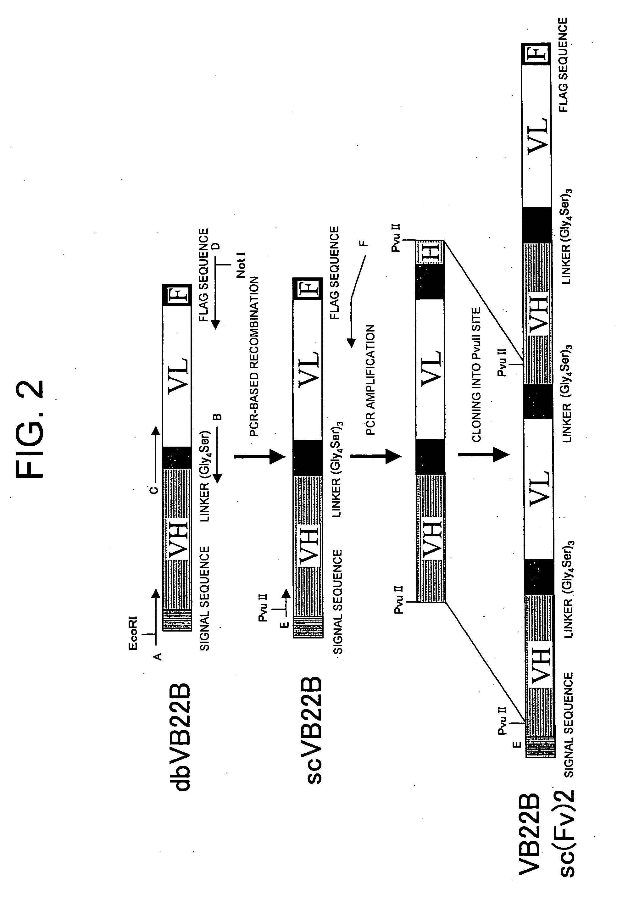 Methods for Enhancing Antibody Activity