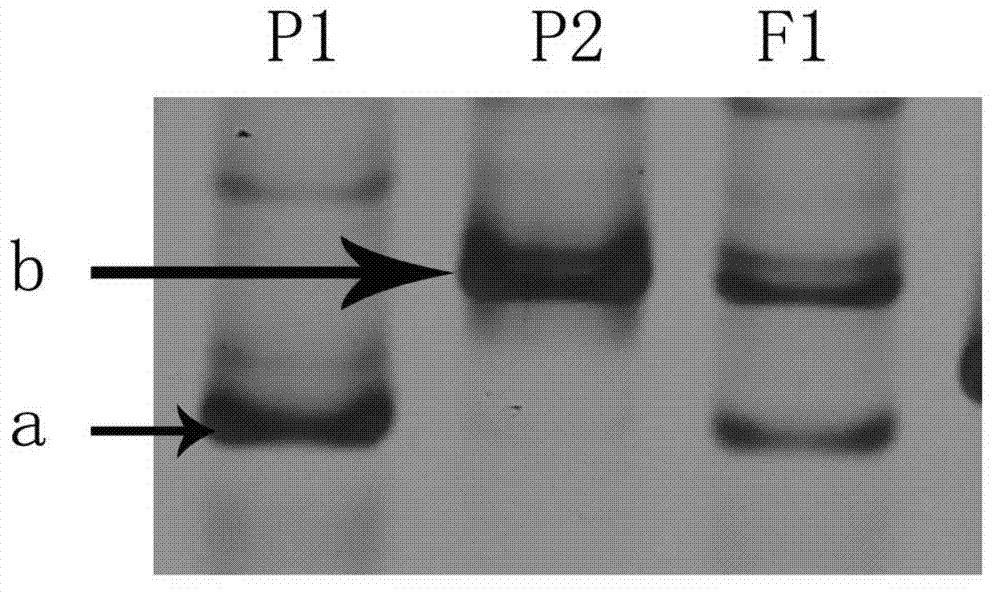 Primer and method for identifying purity of cucumber 'Yuexiu No.3' hybrid seed