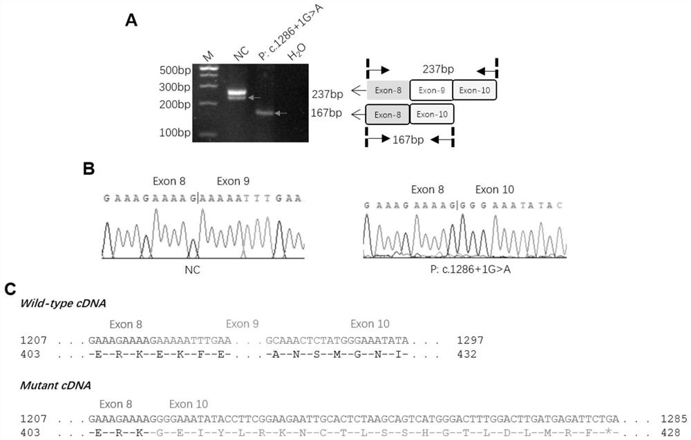 Application of C12orf40 gene