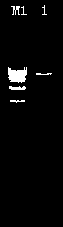 Marine surfactant-producing bacterial strain LHOD-1 and application thereof