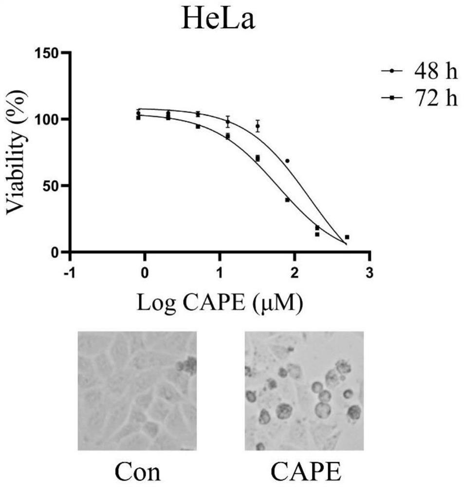 Application of phenethyl caffeate in preparation of anti-cervical cancer drugs